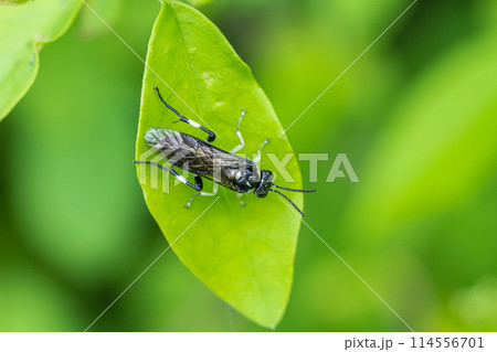クロハバチ クロハバチ 114556701