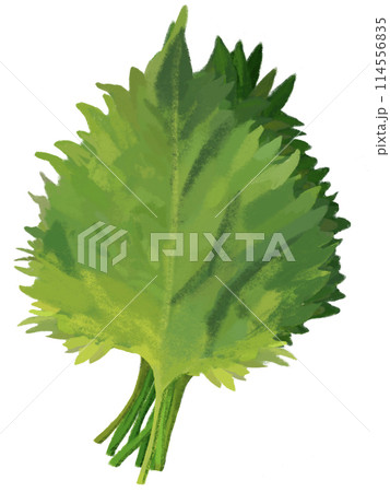 青紫蘇(10枚) 青紫蘇(10枚) 114556835