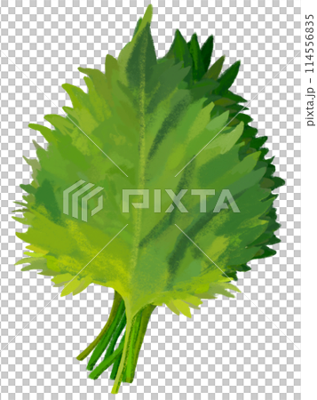 青紫蘇(10枚) 青紫蘇(10枚) 114556835