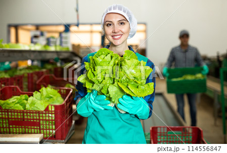 Female worker demonstrating ripe lettuce while sorting at a vegetable sorting factory Female worker demonstrating ripe lettuce while sorting at a vegetable sorting factory 114556847
