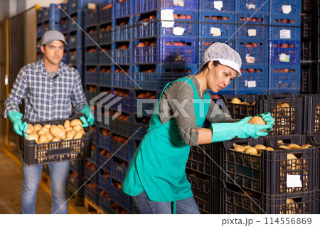 Focused workwoman checking potatoes in plastic boxes in warehouse Focused workwoman checking potatoes in plastic boxes in warehouse 114556869
