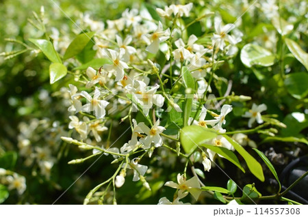 満開のテイカカズラの花 114557308