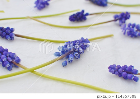 青紫色のムスカリの花を布の上に並べる　　 114557309