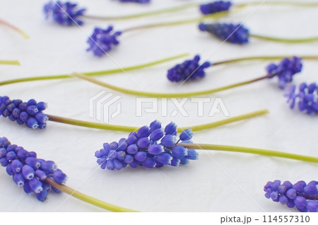 青紫色のムスカリの花を布の上に並べる　　 114557310