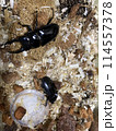 ヒラタクワガタ 114557378