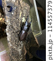 ヒラタクワガタ 114557379