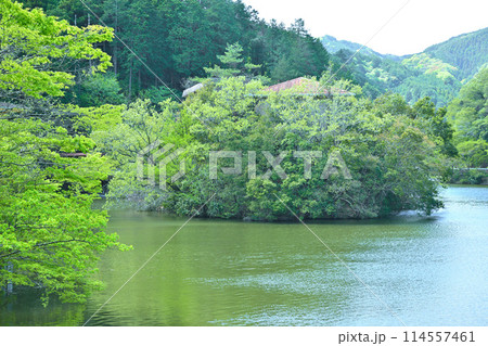 鎌北湖　新緑の湖畔　春の風景　　　　 114557461