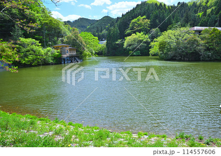 鎌北湖　新緑の湖畔　春の風景　　　　 114557606