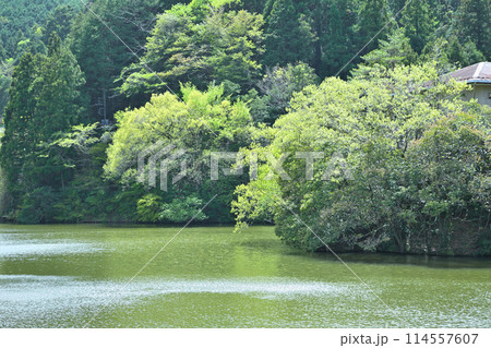 鎌北湖 新緑の湖畔 春の風景 鎌北湖 新緑の湖畔 春の風景 114557607