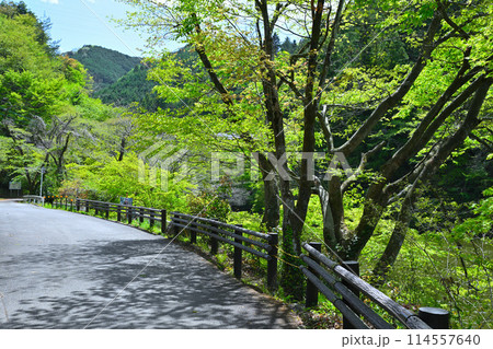 鎌北湖 新緑の湖畔 遊歩道からの眺め 春の風景 鎌北湖 新緑の湖畔 遊歩道からの眺め 春の風景 114557640