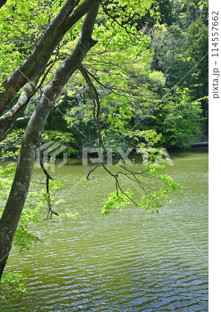 鎌北湖 新緑の湖畔 春の風景 鎌北湖 新緑の湖畔 春の風景 114557662