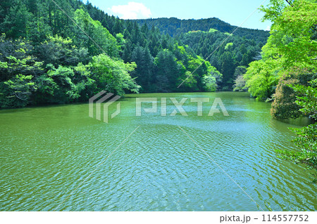 鎌北湖　新緑の湖畔　春の風景　　　　 114557752
