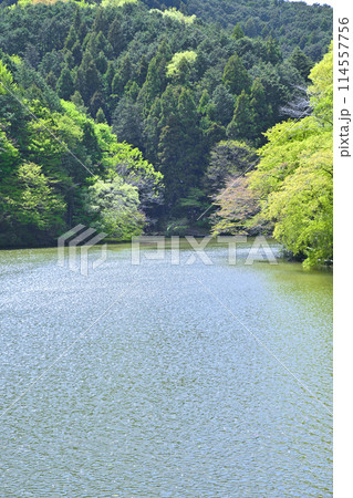 鎌北湖　新緑の湖畔　春の風景　　　　 114557756