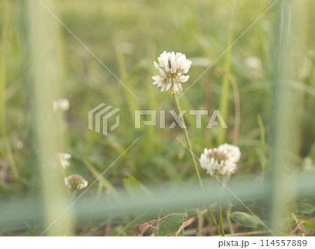 シロツメクサ 114557889