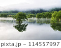 霧に包まれる白川湖の水没林 114557997