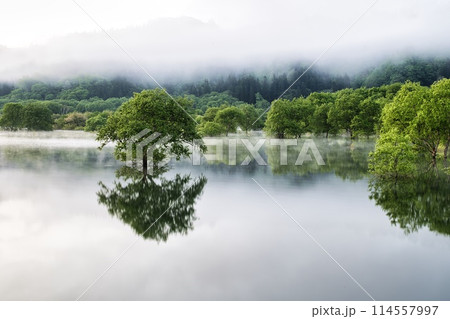 霧に包まれる白川湖の水没林 114557997