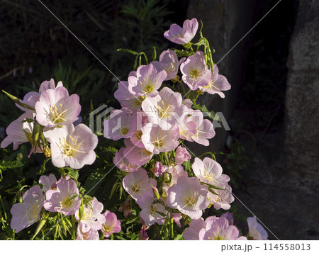 日射しを浴びるヒルザキツキミソウ 114558013