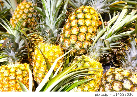 パイナップル　パインアップル 114558030