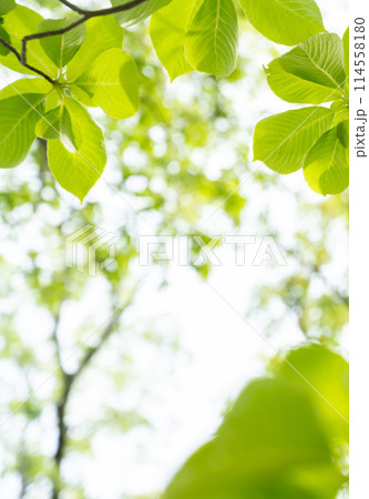春の木々 春の木々 114558180