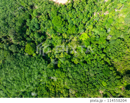 Aerial view Drone camera top view rainforest trees ecology with healthy environment concept and summer background,Green environment background 114558204