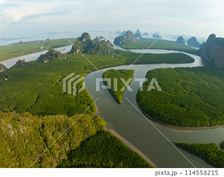 Amazing abundant mangrove forest, Aerial view of forest trees Rainforest ecosystem and healthy environment background, Texture of green trees forest top down, High angle view 114558215