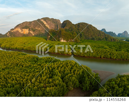 Amazing abundant mangrove forest, Aerial view of forest trees Rainforest ecosystem and healthy environment background, Texture of green trees forest top down, High angle view Amazing abundant mangrove forest, Aerial view of forest trees Rainforest ecosystem and healthy environment background, Texture of green trees forest top down, High angle view 114558268