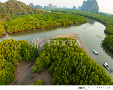 Amazing abundant mangrove forest, Aerial view of forest trees Rainforest ecosystem and healthy environment background, Texture of green trees forest top down, High angle view 114558272