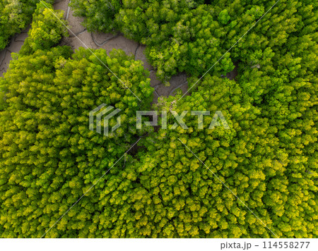 Amazing abundant mangrove forest, Aerial view of forest trees Rainforest ecosystem and healthy environment background, Texture of green trees forest top down, High angle view 114558277
