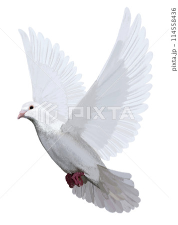 白鳩（飛翔）のイラスト素材 [114558436] - PIXTA