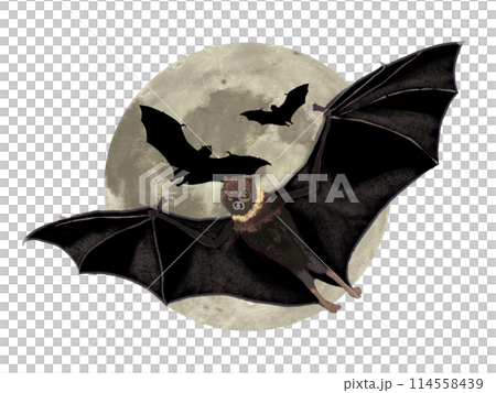 Bats and Moon Bats and Moon 114558439