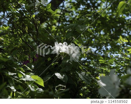 山に咲いた白いツツジ 114558502