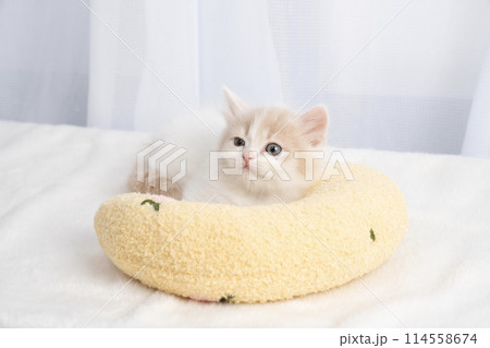 スコティッシュフォールドの仔猫 114558674