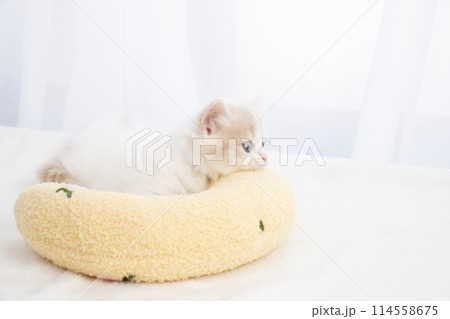 スコティッシュフォールドの仔猫 スコティッシュフォールドの仔猫 114558675