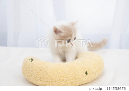 スコティッシュフォールドの仔猫 114558676