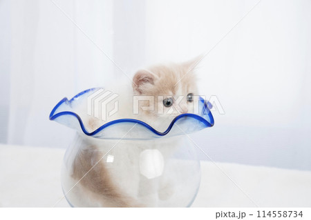 金魚鉢に入ったスコティッシュフォールドの仔猫 114558734