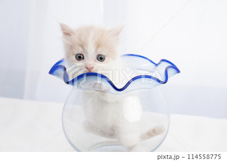 金魚鉢に入ったスコティッシュフォールドの仔猫 114558775