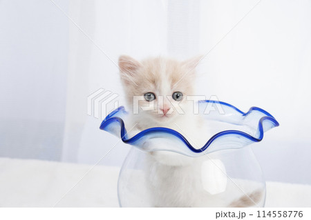 金魚鉢に入ったスコティッシュフォールドの仔猫 114558776