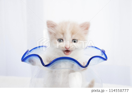 金魚鉢に入ったスコティッシュフォールドの仔猫 114558777