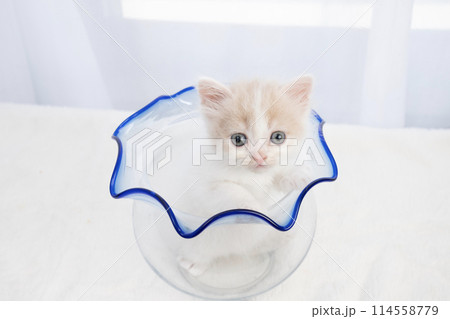 金魚鉢に入ったスコティッシュフォールドの仔猫 114558779