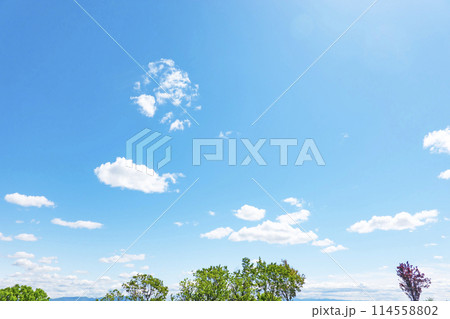 初夏の青空と木立 初夏の青空と木立 114558802