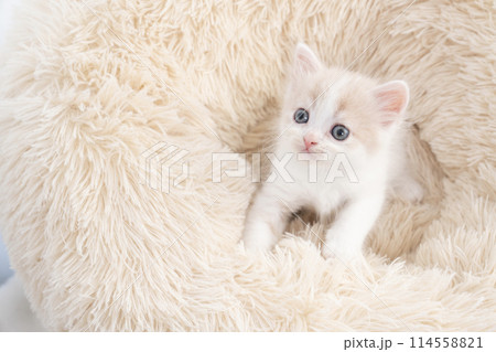 ベッドに入ったスコティッシュフォールドの仔猫 ベッドに入ったスコティッシュフォールドの仔猫 114558821