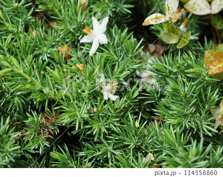 ハイネズの上に、別の植物の花が落下している 114558860