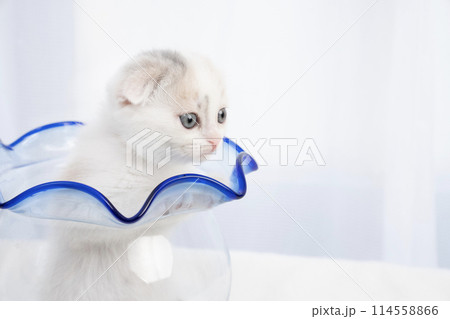 金魚鉢に入ったスコティッシュフォールドの仔猫 114558866