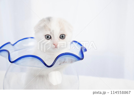 金魚鉢に入ったスコティッシュフォールドの仔猫 金魚鉢に入ったスコティッシュフォールドの仔猫 114558867