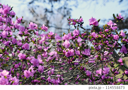 北海道の春の景色 桜と同時に絨毯のように、たくさんの花をつけるピンクのツツジ 北海道の春の景色 桜と同時に絨毯のように、たくさんの花をつけるピンクのツツジ 114558873