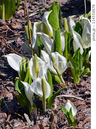 札幌春の景色 近くの公園に咲いた湿地帯のミズバショウ 札幌春の景色 近くの公園に咲いた湿地帯のミズバショウ 114558876