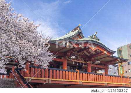 茨住吉神社　満開の桜（大阪市西区九条） 114558897