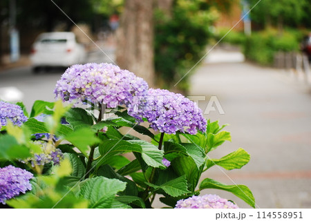 紫色の紫陽花 紫色の紫陽花 114558951