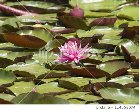 植物園の池に咲く睡蓮の花 植物園の池に咲く睡蓮の花 114559074