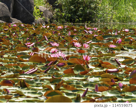 植物園の池に咲く睡蓮の花 114559075